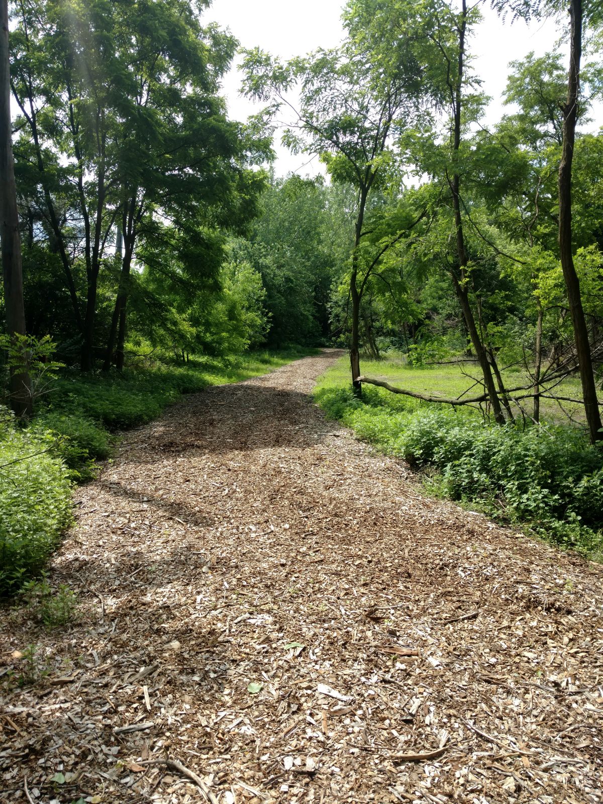 Mulch walkway leading to the woods